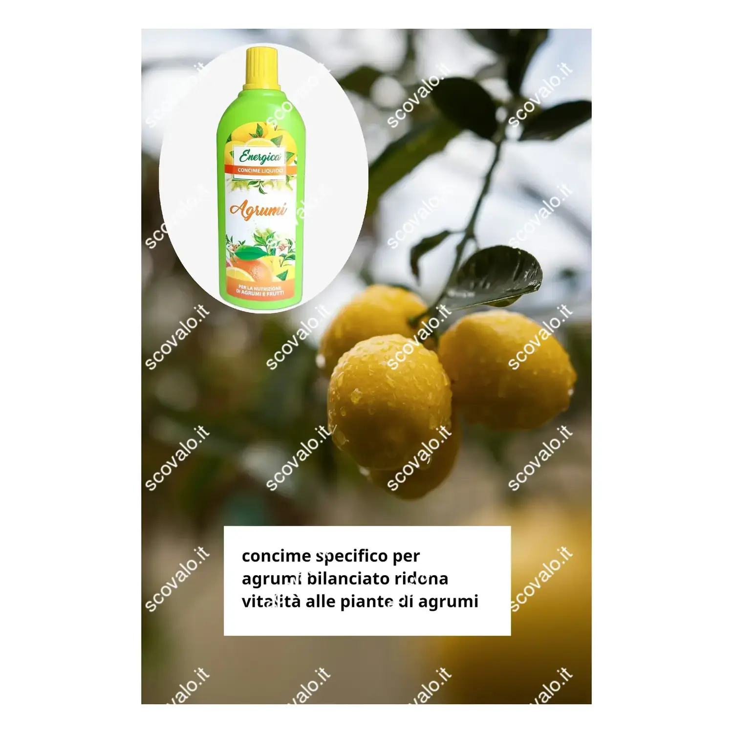 immagine concime liquido pianta di agrumi limone arancio 1lt rinverdente