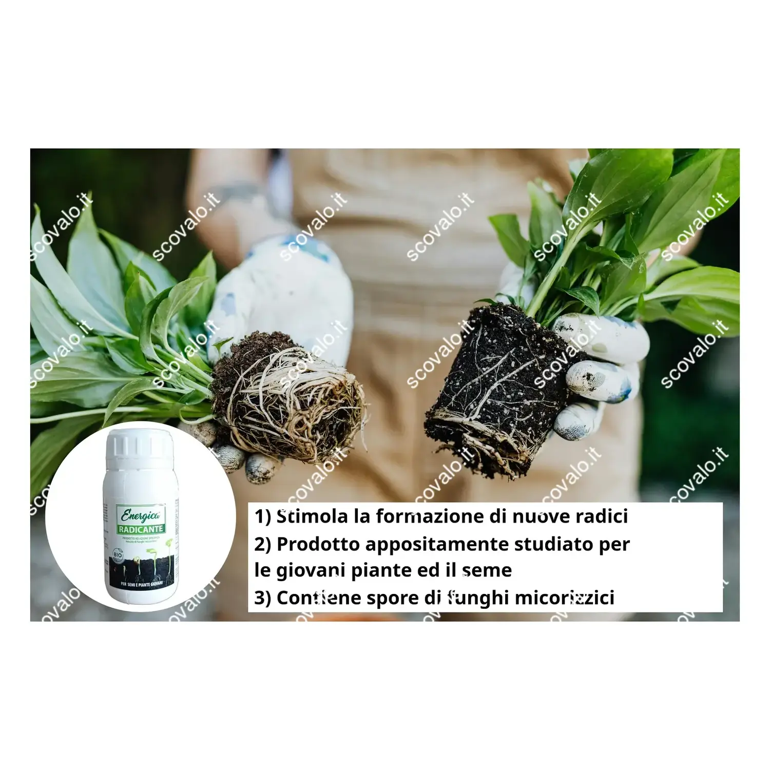 immagine ormone radicante semi e talee favorisce lo sviluppo radici con micorrize 100gr